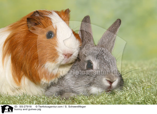Kaninchen und Meerschwein / bunny and guinea pig / SS-27918