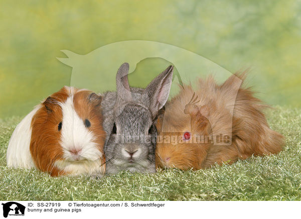 Kaninchen und Meerschweine / bunny and guinea pigs / SS-27919
