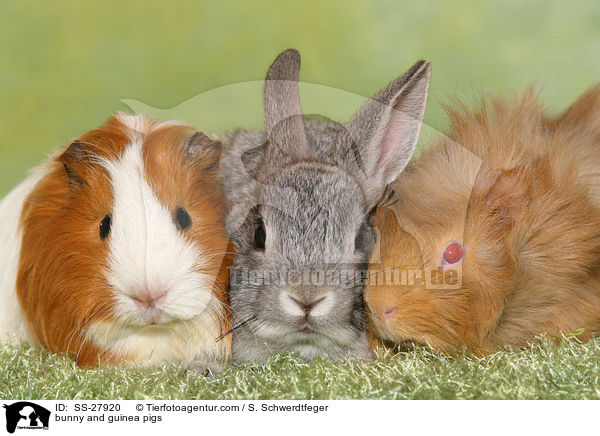 bunny and guinea pigs / SS-27920