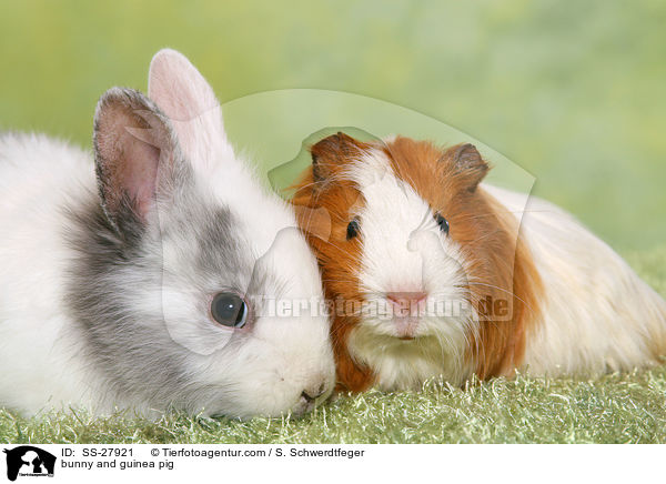 Kaninchen und Meerschwein / bunny and guinea pig / SS-27921