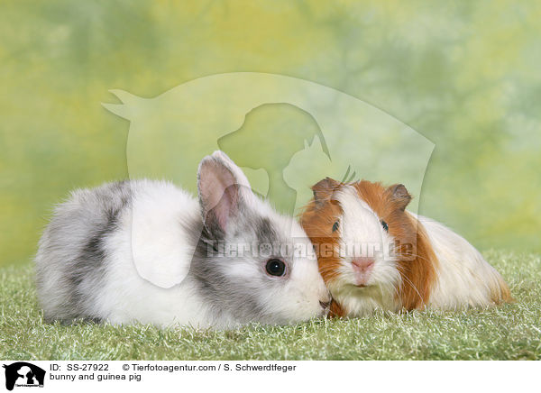 bunny and guinea pig / SS-27922