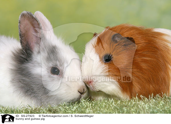 Kaninchen und Meerschwein / bunny and guinea pig / SS-27923