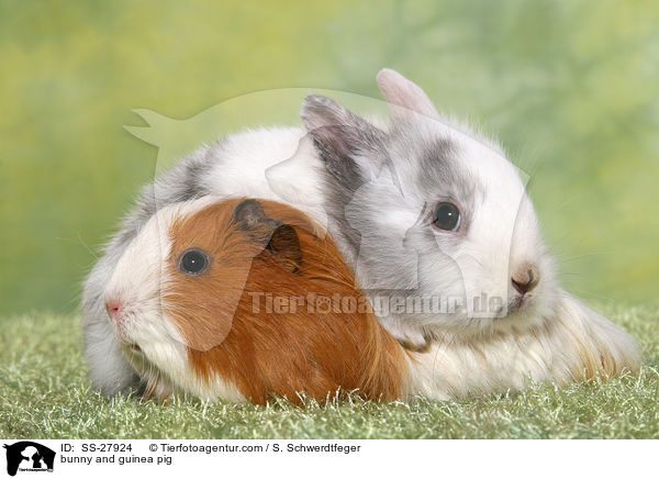 Kaninchen und Meerschwein / bunny and guinea pig / SS-27924