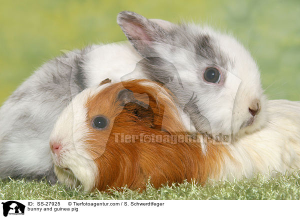 Kaninchen und Meerschwein / bunny and guinea pig / SS-27925
