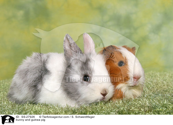 Kaninchen und Meerschwein / bunny and guinea pig / SS-27926