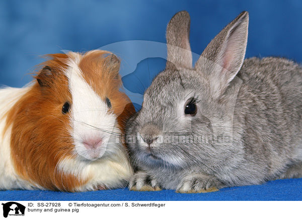 bunny and guinea pig / SS-27928