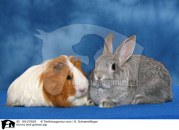 Kaninchen und Meerschwein / bunny and guinea pig / SS-27929