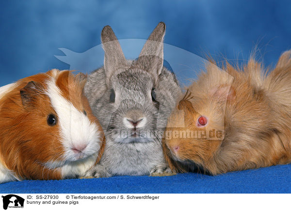 Kaninchen und Meerschweine / bunny and guinea pigs / SS-27930