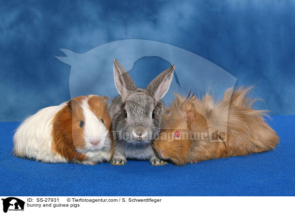 Kaninchen und Meerschweine / bunny and guinea pigs / SS-27931