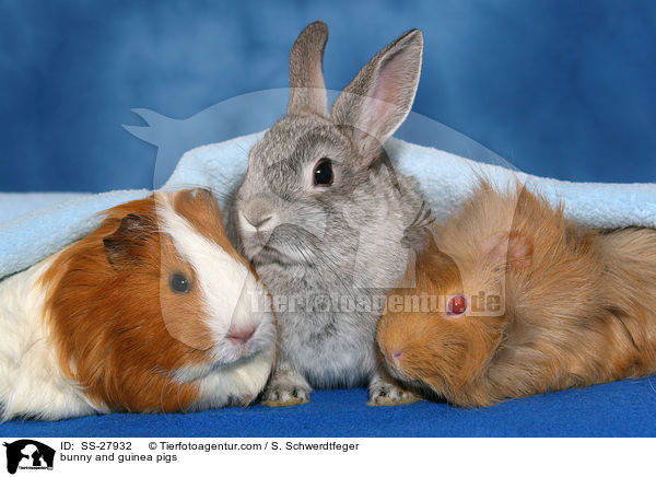 bunny and guinea pigs / SS-27932