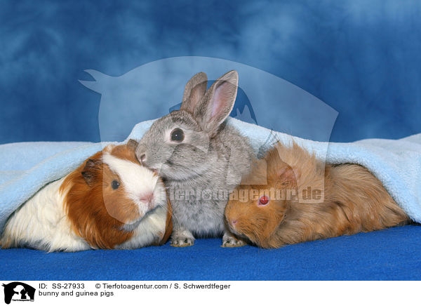 bunny and guinea pigs / SS-27933
