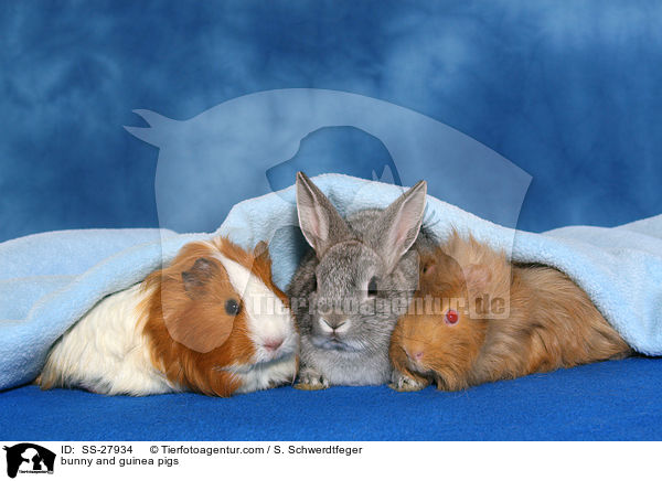 bunny and guinea pigs / SS-27934