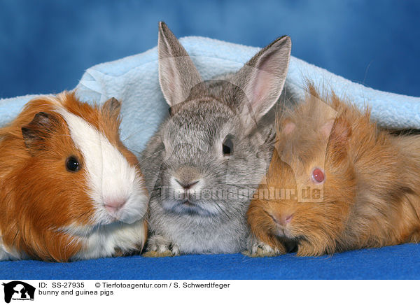 bunny and guinea pigs / SS-27935