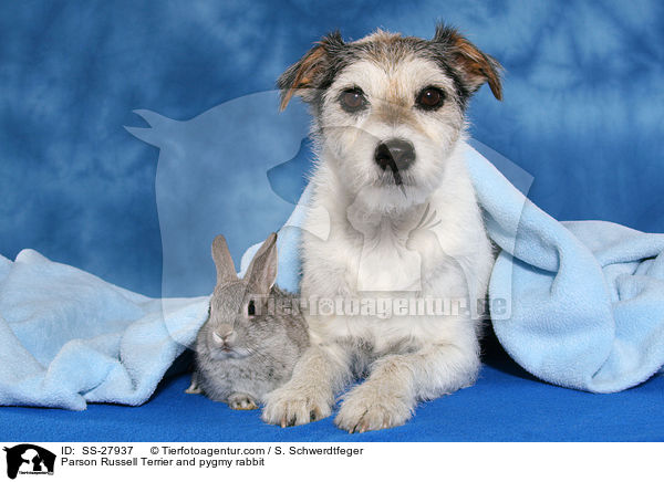 Parson Russell Terrier and pygmy rabbit / SS-27937