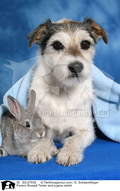 Parson Russell Terrier and pygmy rabbit / SS-27938