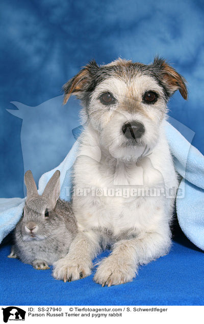 Parson Russell Terrier and pygmy rabbit / SS-27940