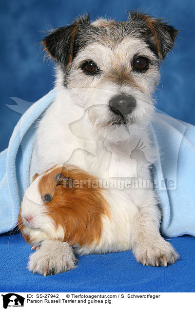 Parson Russell Terrier und Meerschwein / Parson Russell Terrier and guinea pig / SS-27942