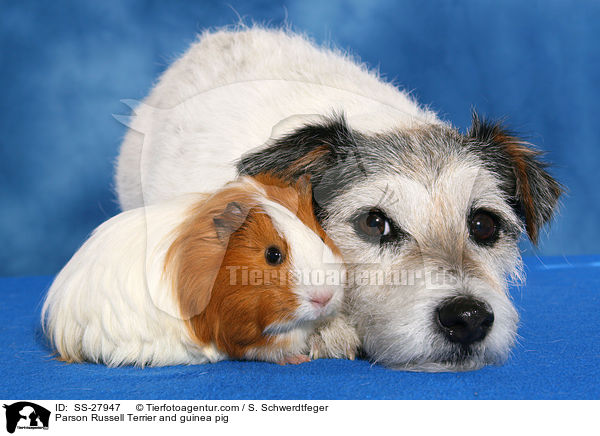 Parson Russell Terrier and guinea pig / SS-27947