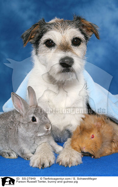 Parson Russell Terrier, bunny and guinea pig / SS-27949