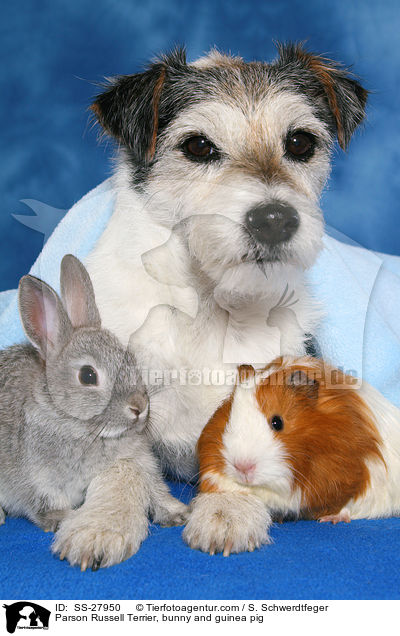 Parson Russell Terrier, bunny and guinea pig / SS-27950
