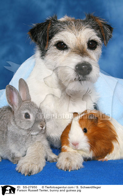 Parson Russell Terrier, Kaninchen und Meerschwein / Parson Russell Terrier, bunny and guinea pig / SS-27950