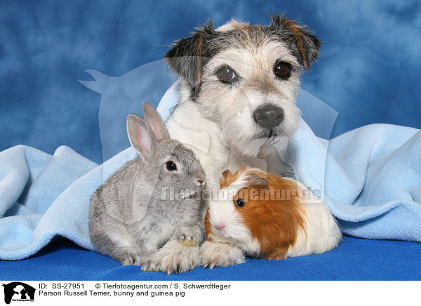 Parson Russell Terrier, bunny and guinea pig / SS-27951