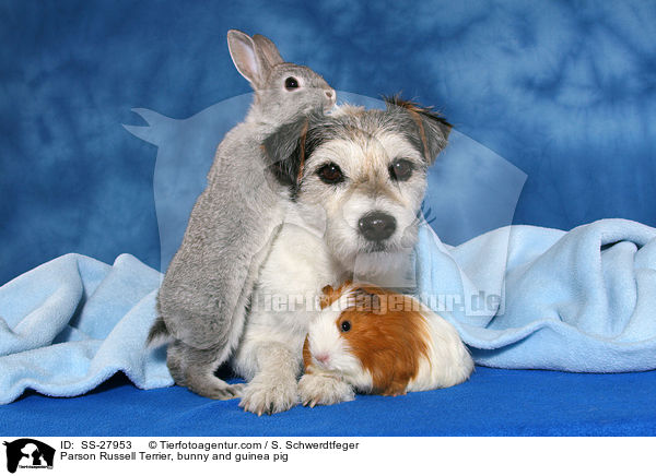 Parson Russell Terrier, bunny and guinea pig / SS-27953