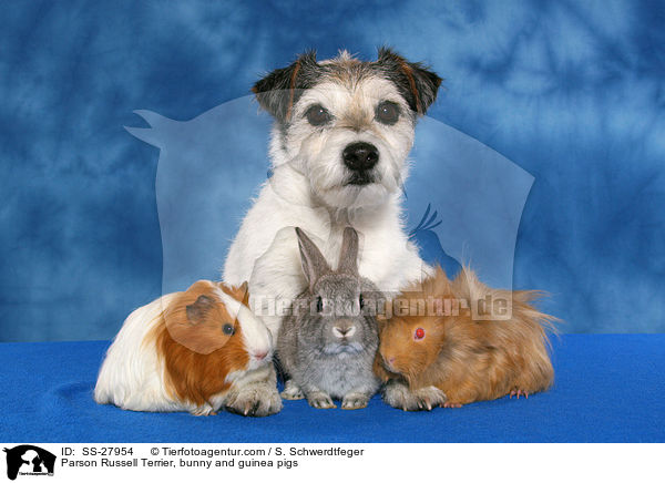 Parson Russell Terrier, bunny and guinea pigs / SS-27954