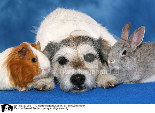 Parson Russell Terrier, bunny and guinea pig / SS-27955