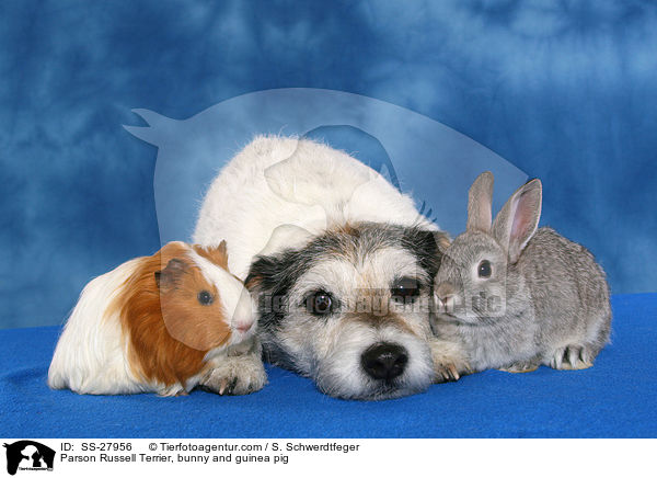 Parson Russell Terrier, bunny and guinea pig / SS-27956