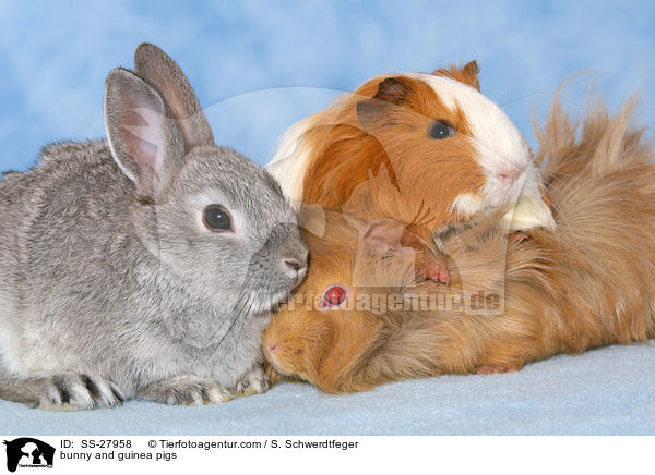 Kaninchen und Meerschweine / bunny and guinea pigs / SS-27958