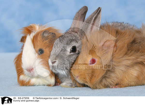 Kaninchen und Meerschweine / bunny and guinea pigs / SS-27959