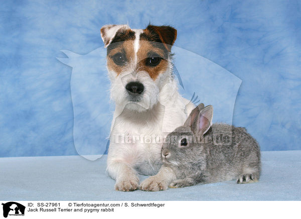 Parsaon Russell Terrier und Zwergkaninchen / Parson Russell Terrier and pygmy rabbit / SS-27961