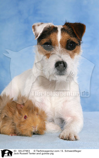 Parson Russell Terrier und Meerschwein / Parson Russell Terrier and guinea pig / SS-27963