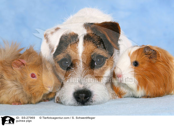 Parson Russell Terrier und Meerschweine / guinea pigs / SS-27969
