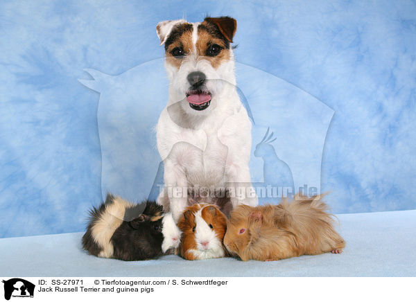 Parson Russell Terrier und Meerschweine / Parson Russell Terrier and guinea pigs / SS-27971