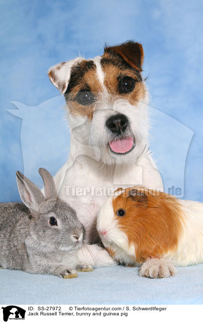 Jack Russell Terrier, bunny and guinea pig / SS-27972