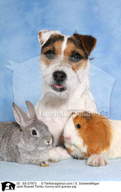 Parson Russell Terrier, Kaninchen und Meerschwein / Parson Russell Terrier, bunny and guinea pig / SS-27973