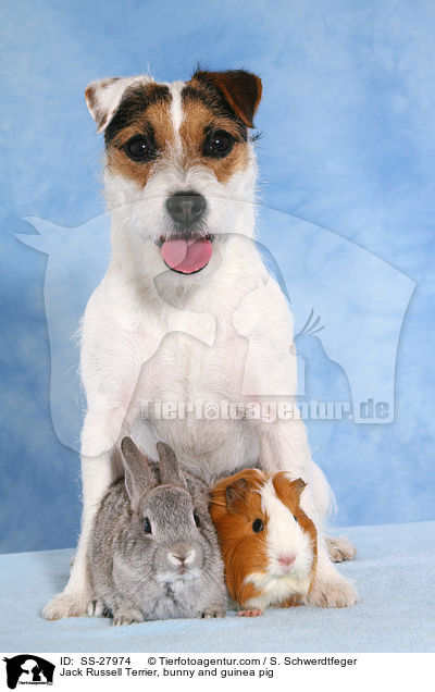 Jack Russell Terrier, bunny and guinea pig / SS-27974