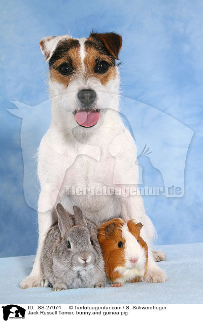 Parson Russell Terrier, Kaninchen und Meerschwein / Parson Russell Terrier, bunny and guinea pig / SS-27974