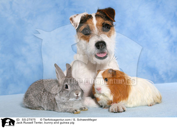 Jack Russell Terrier, bunny and guinea pig / SS-27975