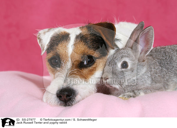 Jack Russell Terrier and pygmy rabbit / SS-27977
