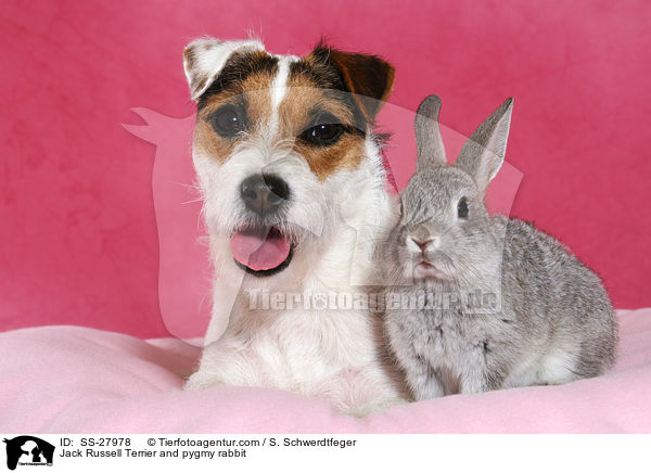 Jack Russell Terrier and pygmy rabbit / SS-27978