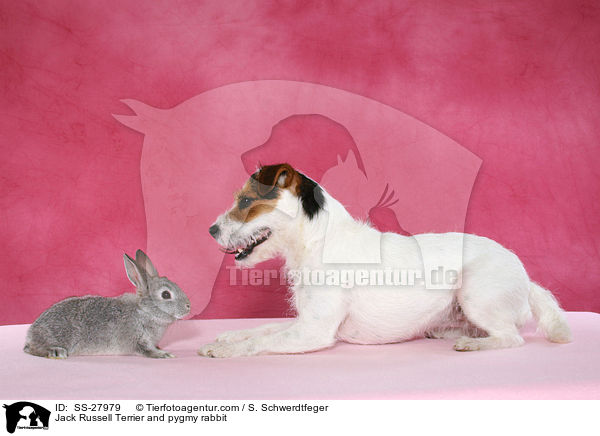 Parsaon Russell Terrier und Zwergkaninchen / Parson Russell Terrier and pygmy rabbit / SS-27979