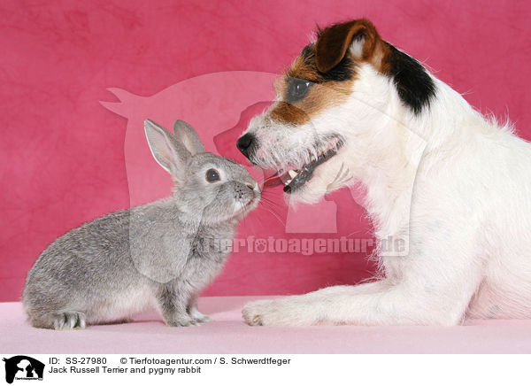 Parsaon Russell Terrier und Zwergkaninchen / Parson Russell Terrier and pygmy rabbit / SS-27980
