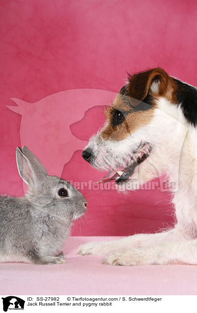 Parsaon Russell Terrier und Zwergkaninchen / Parson Russell Terrier and pygmy rabbit / SS-27982