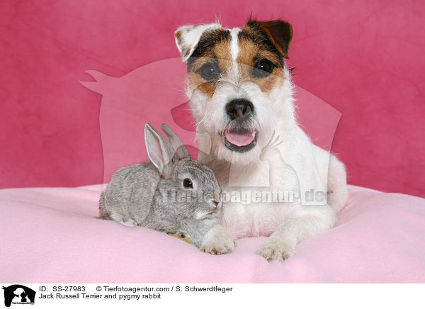Jack Russell Terrier and pygmy rabbit / SS-27983