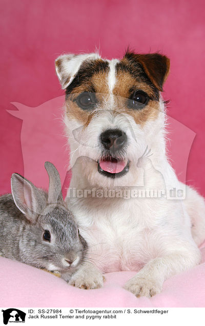 Parsaon Russell Terrier und Zwergkaninchen / Parson Russell Terrier and pygmy rabbit / SS-27984