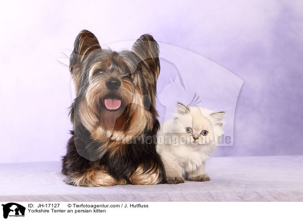 Yorkshire Terrier an persian kitten / JH-17127