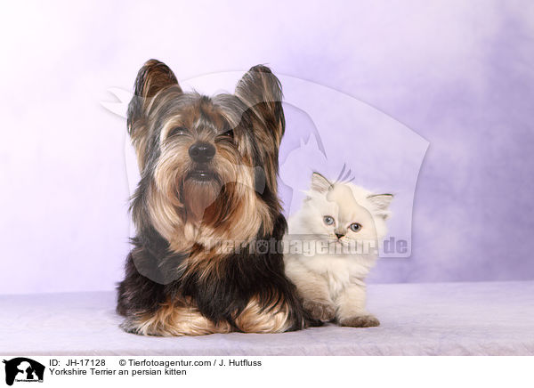 Yorkshire Terrier und Perser Ktzchen / Yorkshire Terrier an persian kitten / JH-17128